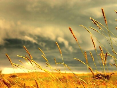 Field of love