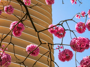 Flores de um ipê-rosa se destacam diante da fachada de um edifício moderno em Belo Horizonte. A presença da vegetação entre as construções lembra que a transformação urbana não acontece sobre um espaço vazio, mas sobre uma paisagem que precisa ser integrada às novas formas de ocupação