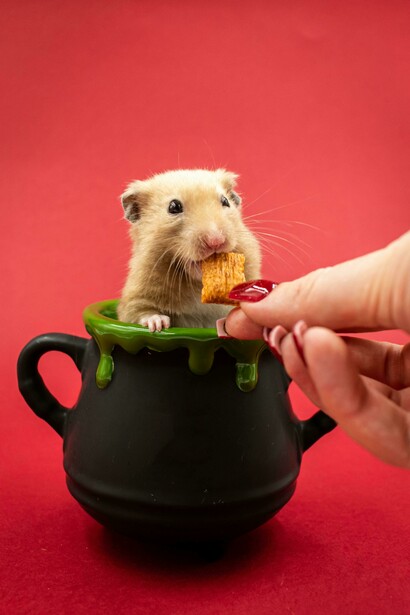 Alimentado por mão humana, o pequeno animal permanece dentro do recipiente enquanto recebe alimento. A dependência confortável também pode ser uma forma silenciosa de aprisionamento. O hábito transforma sobrevivência em normalidade