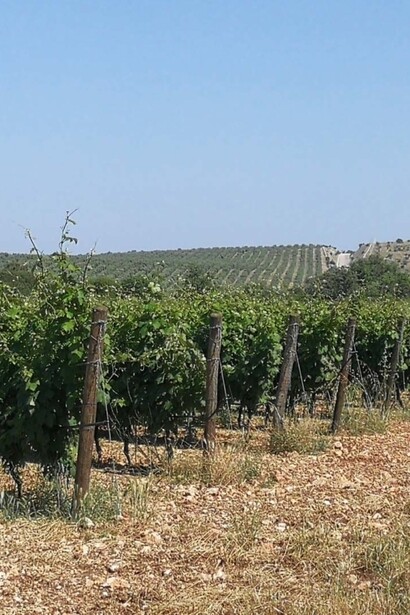 Nella vendemmia si intrecciano passato e presente, con antichi rituali che si ripetono ogni anno