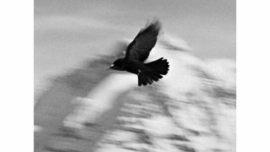 Taryn Simon, Switzerland (detail), Birds of the West Indies, 2014 © Taryn Simon. Courtesy of the artist and Gagosian Gallery