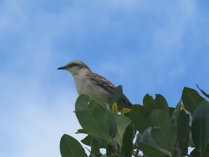 Con el paso del tiempo, la calandria fortalece su cuerpo, afina su canto y descubre el dominio del aire sin perder su condición salvaje
