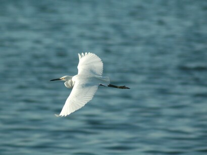 Garça voa sobre o mar