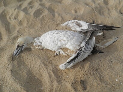 La contaminación no solo acaba con los peces y animales marinos, también con las aves