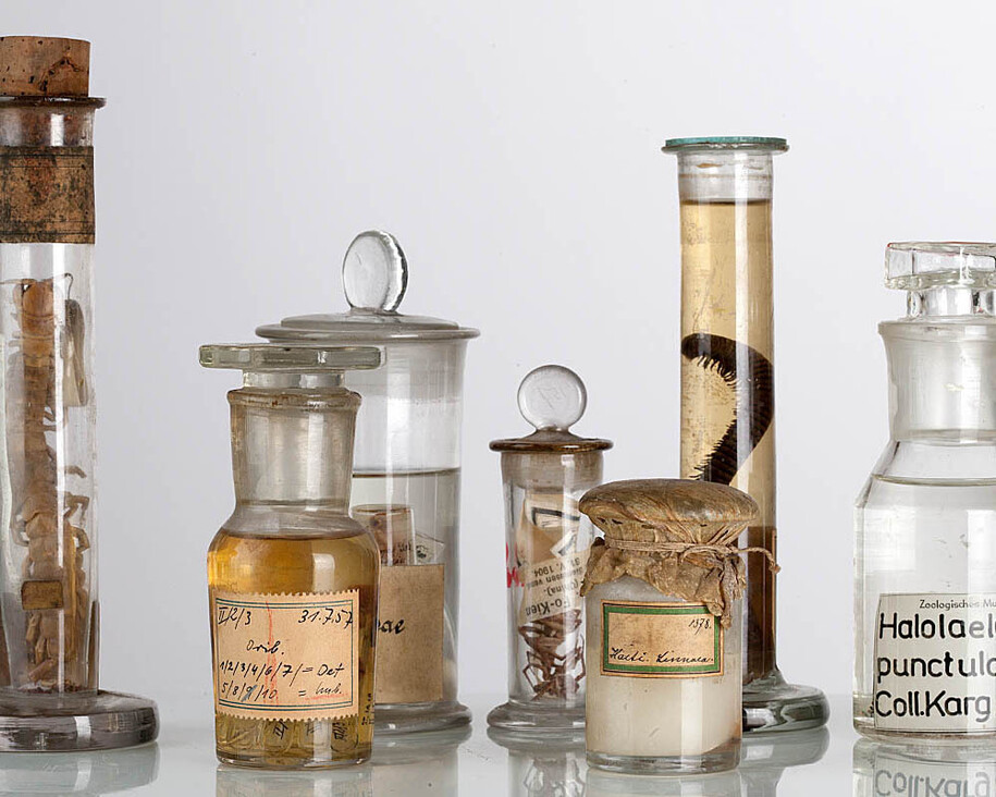 Spiders and Myriapods. Courtesy of Museum für Naturkunde