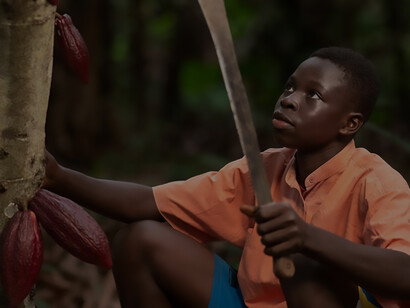 African child harvesting cocoa beans in a field, depicting agricultural labor with a machete