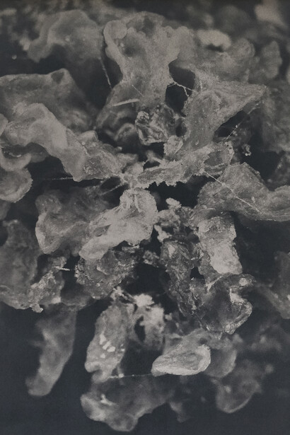 Dries Segers, Fungi B005, 2019. Archival inkjet print with thermochromic paint 27°C, framed in black steel. 30 x 40 cm. Unique. Courtesy of the artist.