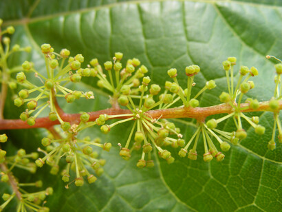 Fiori di vite coltivata