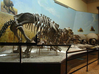 Salas de Paleontología. Courtesy of Museo de La Plata