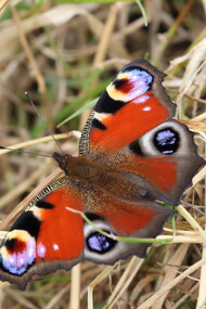 Peacock in wild patch in London's Green Park © Gehan de Silva Wijeyeratne