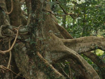 Leyla Steven, Pahit Manis, Night forest, 2024 (video still). Courtesy of Art Gallery of NSW