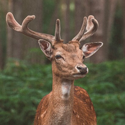 L’evoluzione non cerca il più sicuro, ma il più attraente e adattabile. Nei cervi, l’estetica vince spesso sulla prudenza, perché la riproduzione è il vero obiettivo della vita