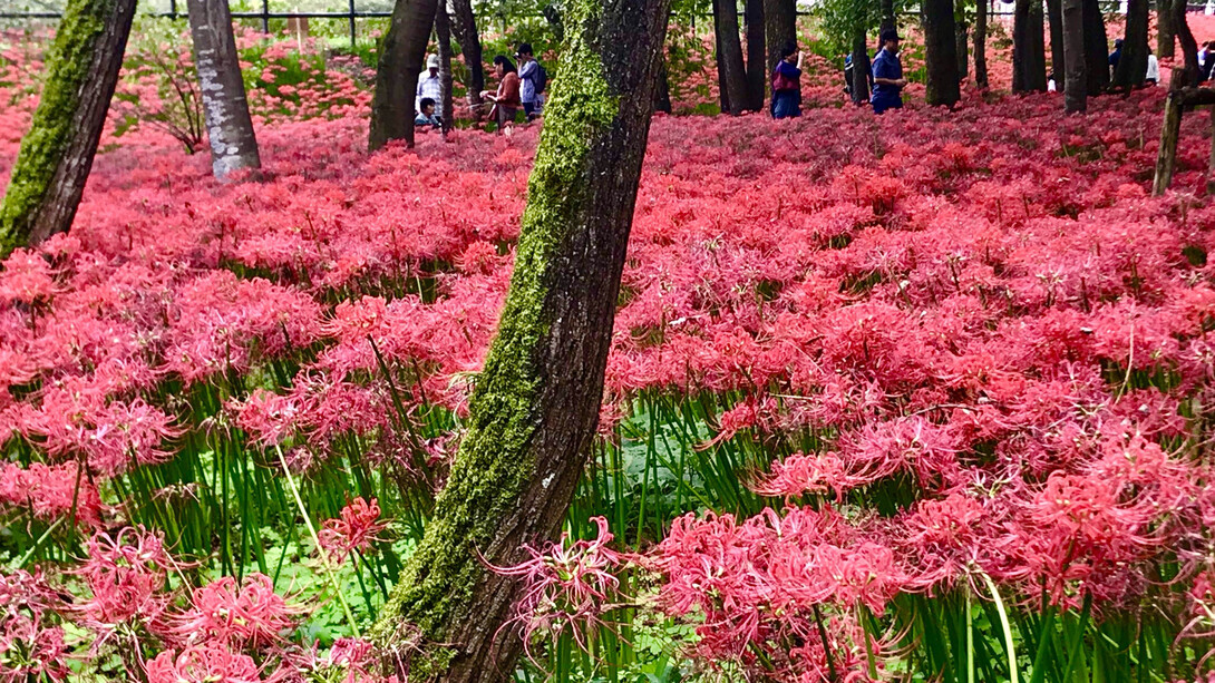 Kinchakuda Manjushage Park © Alma Reyes