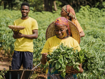 Tobacco farmers in Migori struggle to make ends meet, often underpaid by BATK, as the company dictates pricing and deducts the cost of supplies from their earnings