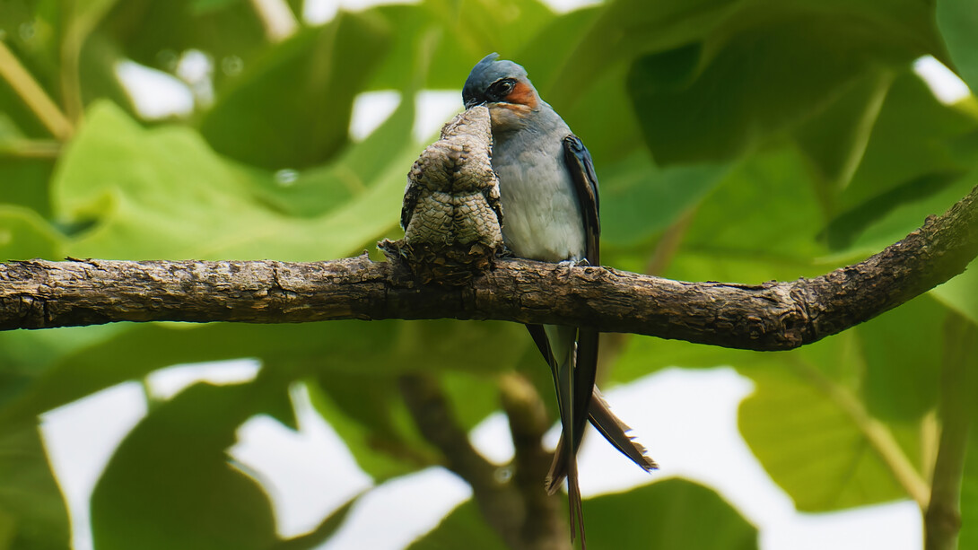 Vencejo crestado (Hemiprocne coronata) es un ave muy aérea, que rara vez se posa, excepto durante la época de anidación. Un hermoso ejemplo de trabajo en equipo aviar, esta especie demuestra una excepcional responsabilidad parental, con el macho y la hembra compartiendo las tareas por igual. Maharashtra, India