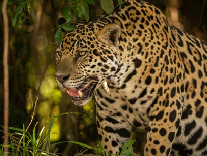 A leopard peers through the bushes in Nagarhole National Park, India