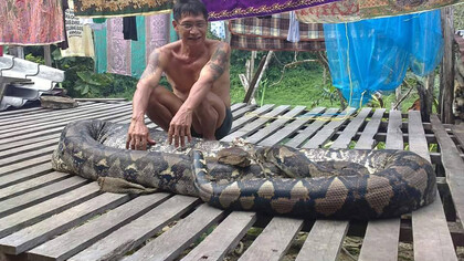 Un abitante dell'Apo Kayan con un serpente boa