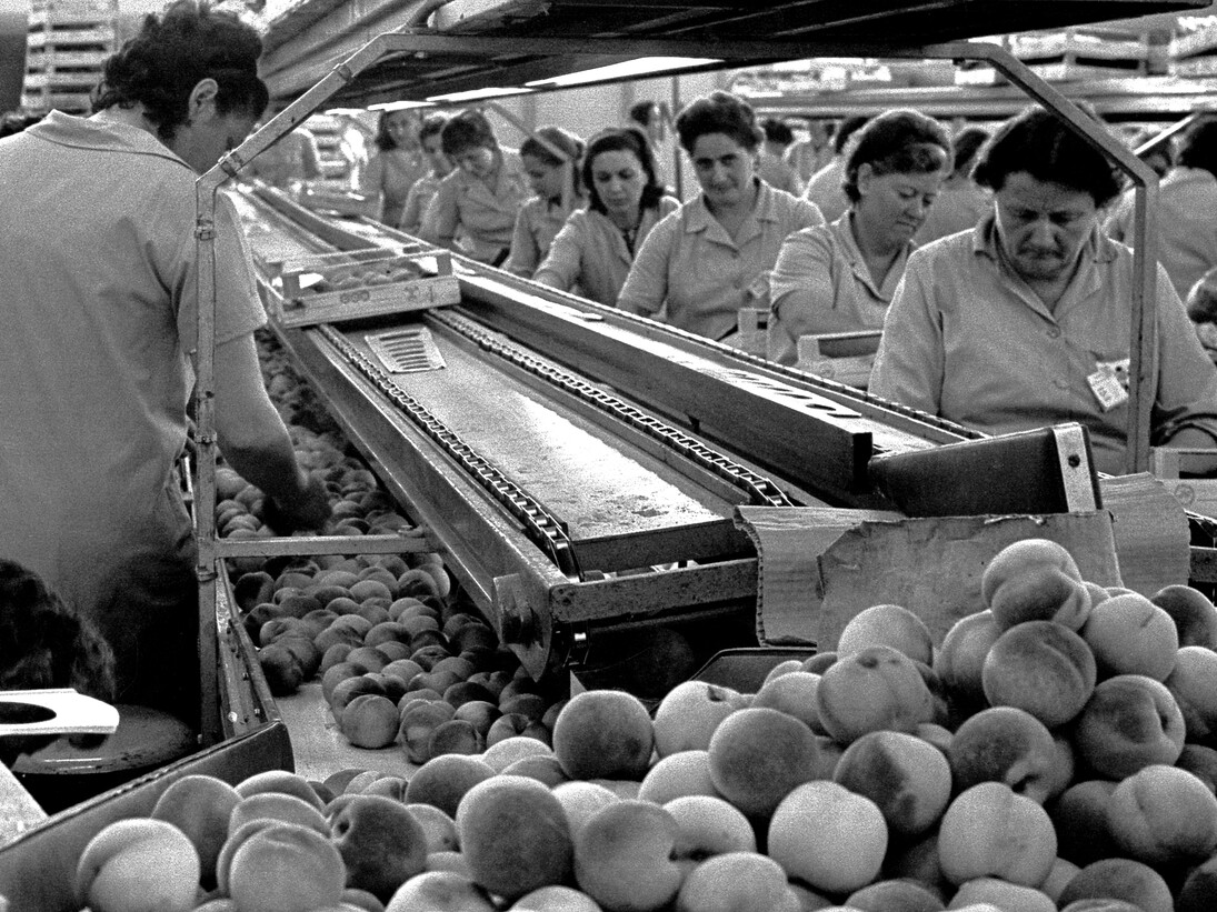 Marina Guerra - Braccianti donne in Romagna, 1974