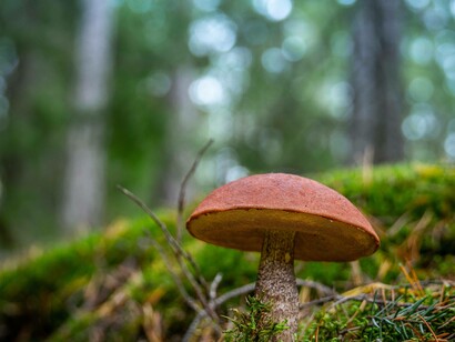 A shitake mushroom waiting to be picked up by an eager foodie
