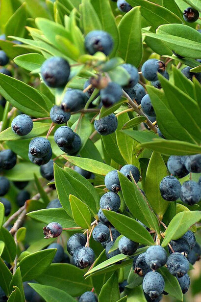 Bacche di mirto (Myrtus communis)