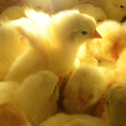 Pollitos de granja