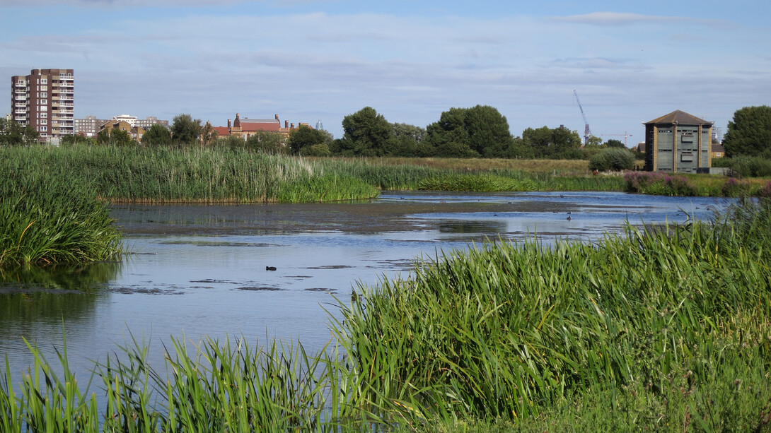 London Wetland © Gehan de Silva Wijeyeratne