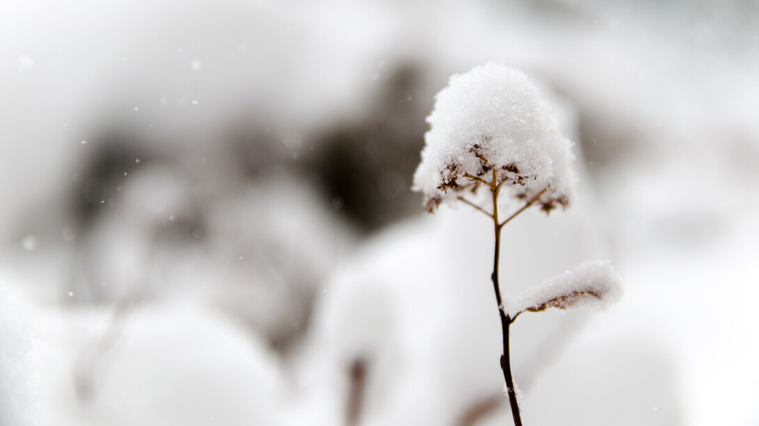 La neve