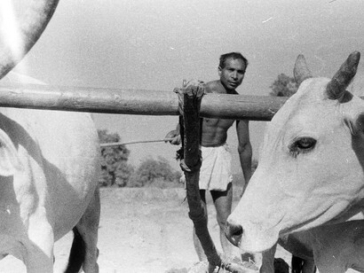 Ploughing with oxen, Orissa, 1950s