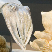 Gallery of Evolution. Courtesy of Royal Belgian Institute of Natural Sciences