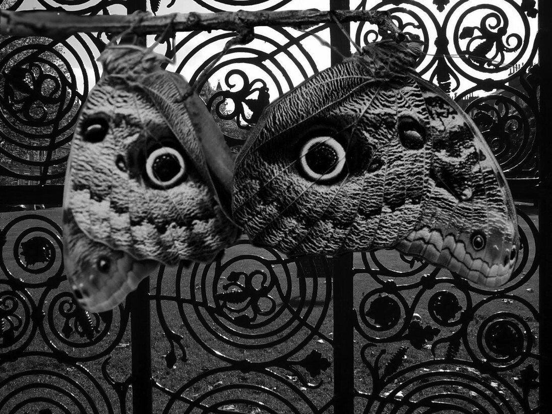 Nicky Coutts, 'Mimics' series 1, 2015, photo etching 2