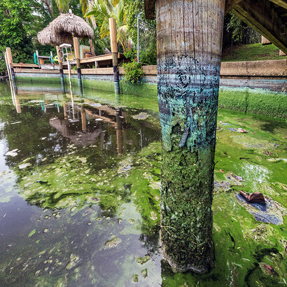 Toxic Algae. Courtesy of Florida Museum of Natural History
