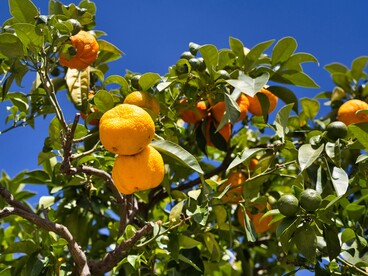 Tra foglie lucide e frutti dorati vive ancora la saggezza semplice di chi sapeva ascoltare la natura