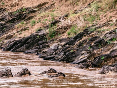 Wildebeest crossing the river