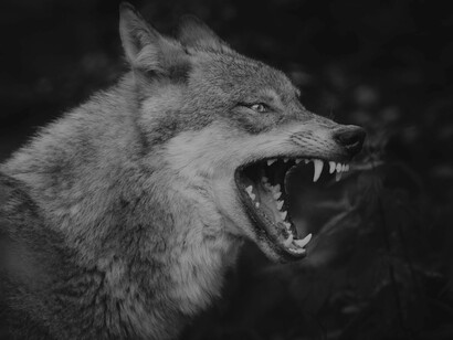 Questa è la storia di un vampiro che durante una notte di luna piena succhia il sangue a un licantropo