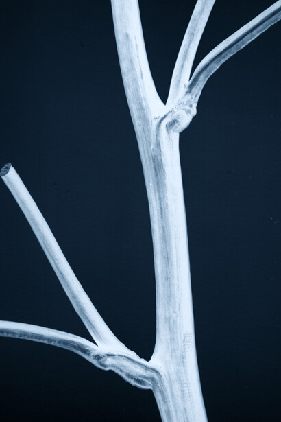 Thomas Ruff, neg◊stil_07, 2015, Chromogenic print, 11 9/16 × 8 13/16 inches (29.4 × 22.4 cm),
Ed. of 8, detail