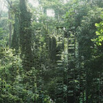 Monica Ursina Jäger. Courtesy of Museum Franz Gertsch
