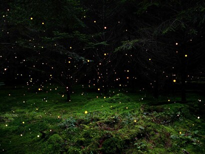 Ellie Davies ‘Stars 5’, 2014