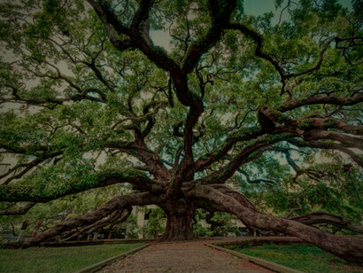 The Treaty Oak in Jacksonville, Florida