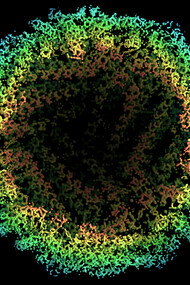 La microscopia crioelettronica rivela i dettagli atomici dell'apoferritina, un complesso proteico cavo a forma sferica che immagazzina il ferro