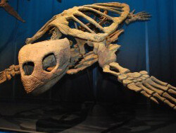 Fossil Gallery. Courtesy of Tellus Science Museum