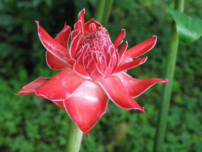 Wild ginger along the Napo River in the Peruvian Amazon.