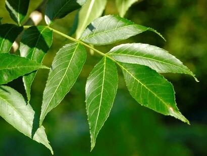 Le proprietà botaniche del Frassino