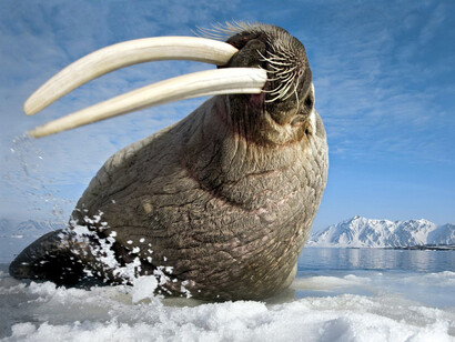 Una morsa en Svalbard