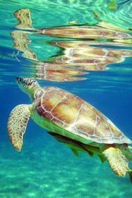 Les tortues à Akumal, Yucatan