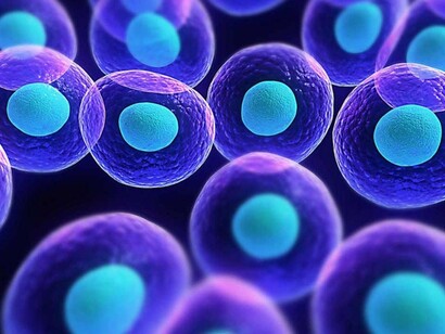 The cellular life