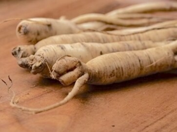 Ginseng (Panax Ginseng)