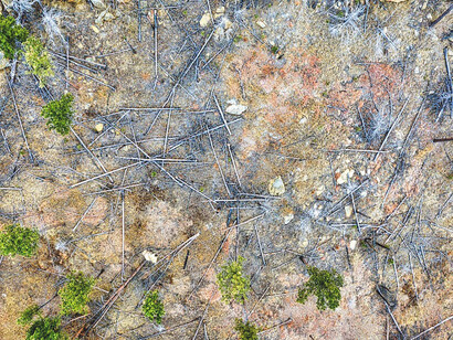A barren landscape serves as a stark reminder of deforestation, showcasing the once-thriving area left empty and desolate