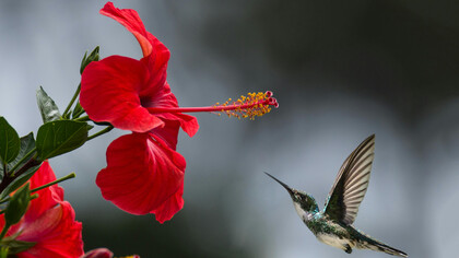 A natureza é mais do que o mundo visível; ela abrange um conjunto de forças, leis e energias essenciais para a vida, enquanto o ser humano, ao se distanciar dessa harmonia, provoca desequilíbrios que afetam todo o planeta