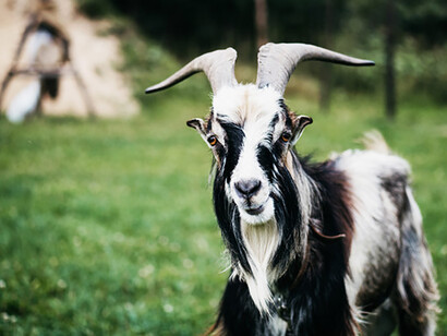 Fresh goat cheese has about half of the fat, cholesterol, and calories of cream cheese made of cow’s milk
