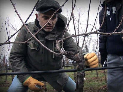 Dimostrazione pratica a Guyot